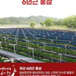 홍삼정진액 6년근 사진